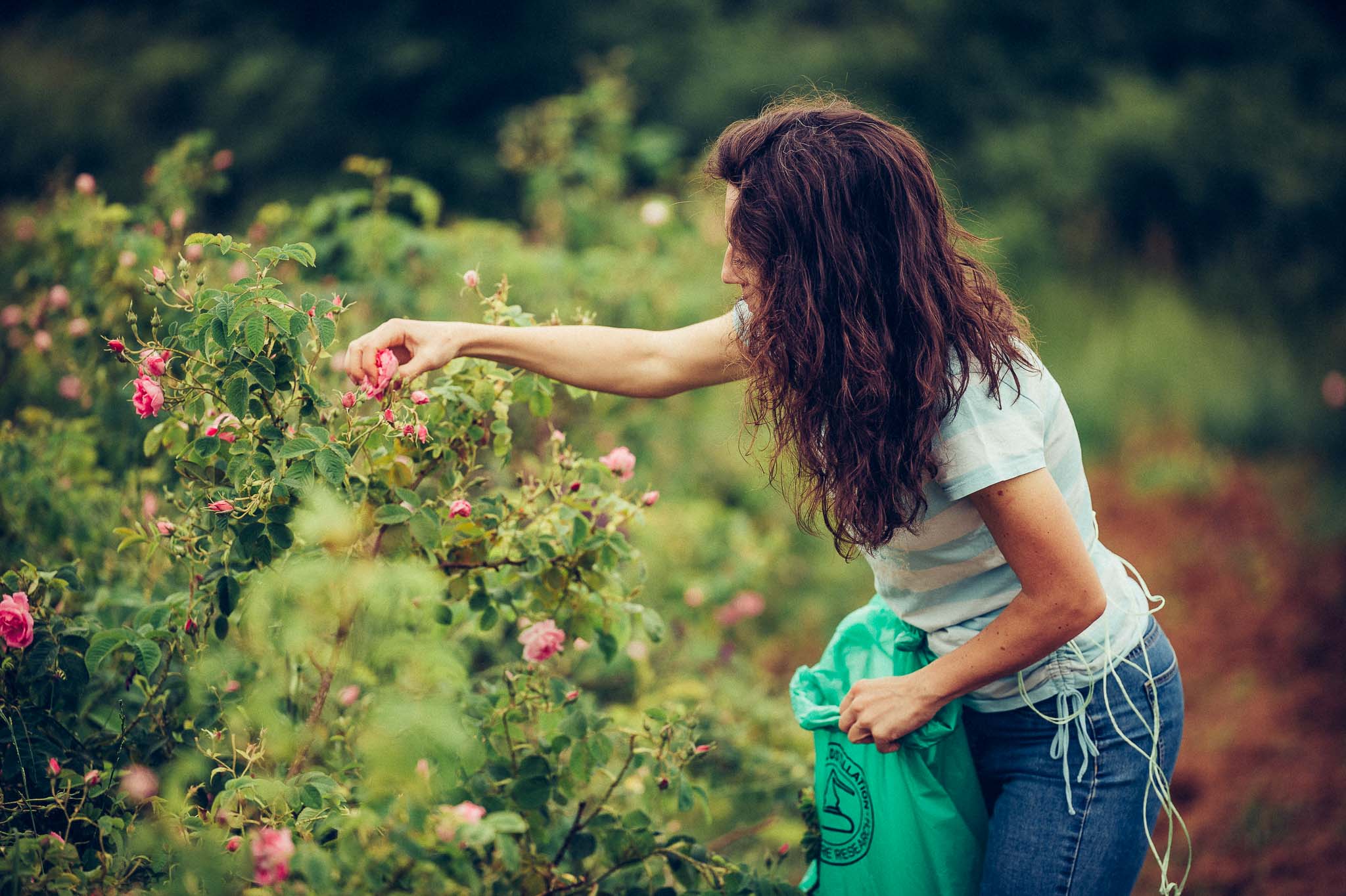 A woman picking roses in a Bulgarian rose garden.