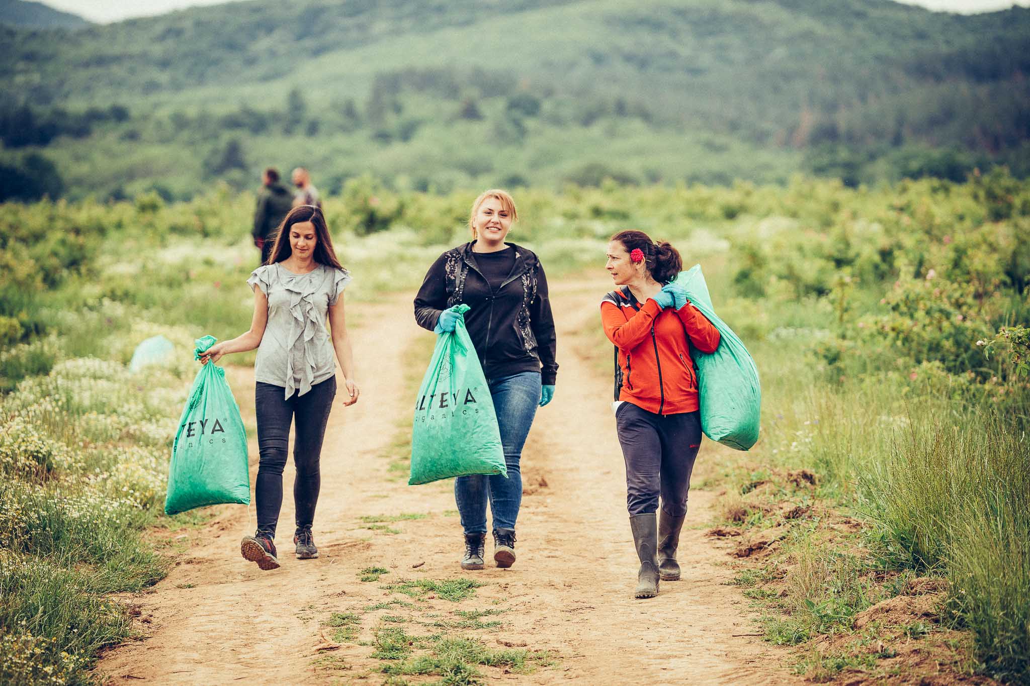 Three women carrying bags through a picturesque field of Bulgarian rose flowers in Alteya's rose fields.