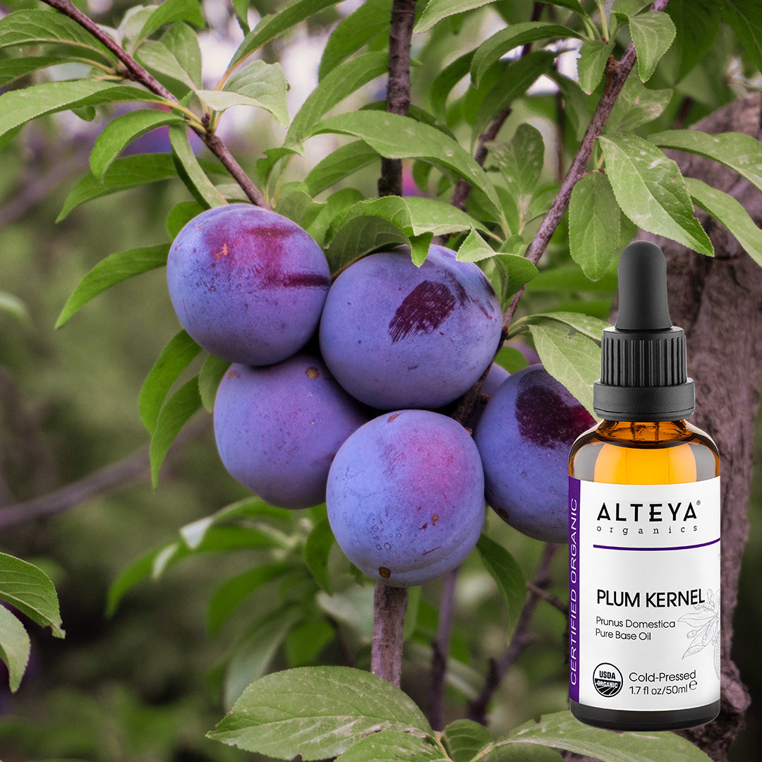 A tree in the rose fields with plums and a bottle of plum oil.