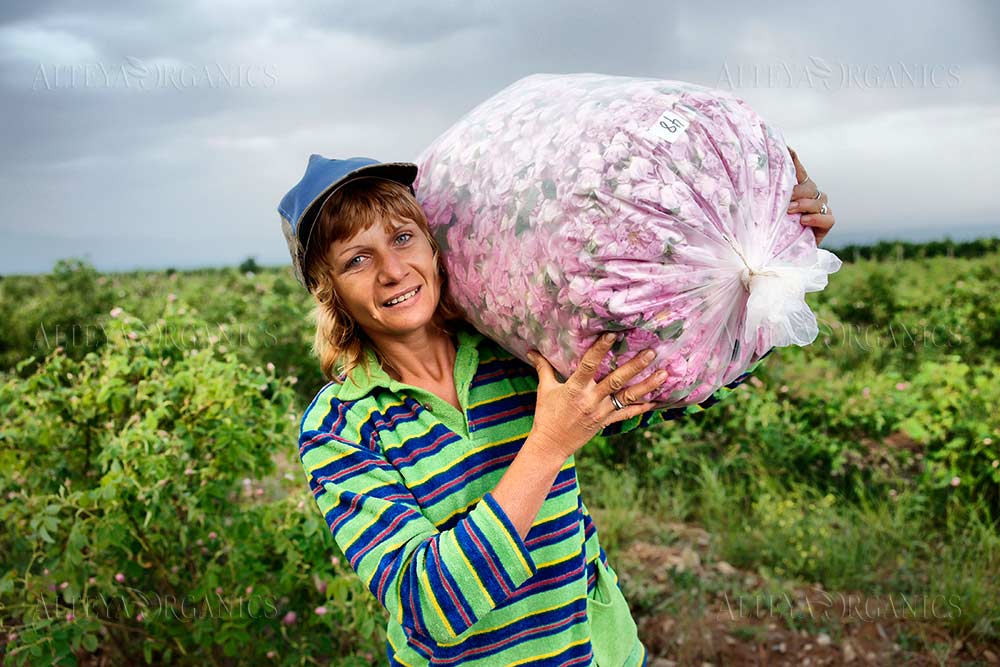 A woman carrying a large bag of flowers in a rose field.