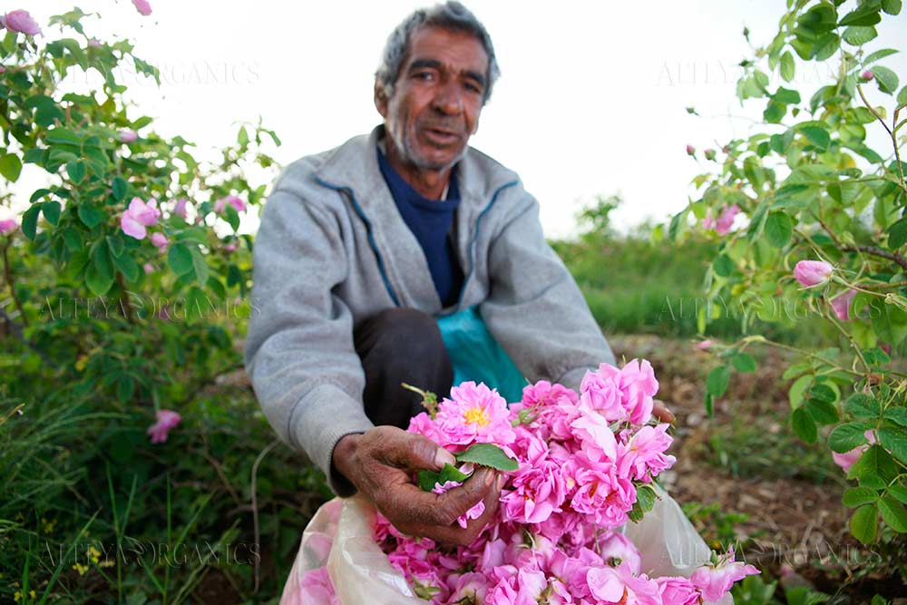 A man picking rosa damascena roses in the rose fields of Alteya.