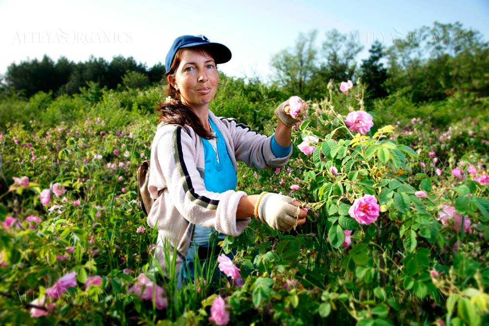 A woman picking roses in a field of rosa damascena, also known as alteya.
