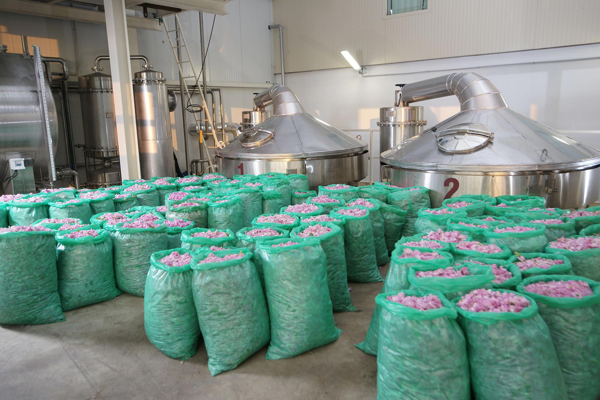 Green sacks filled with pink roses from rose fields.