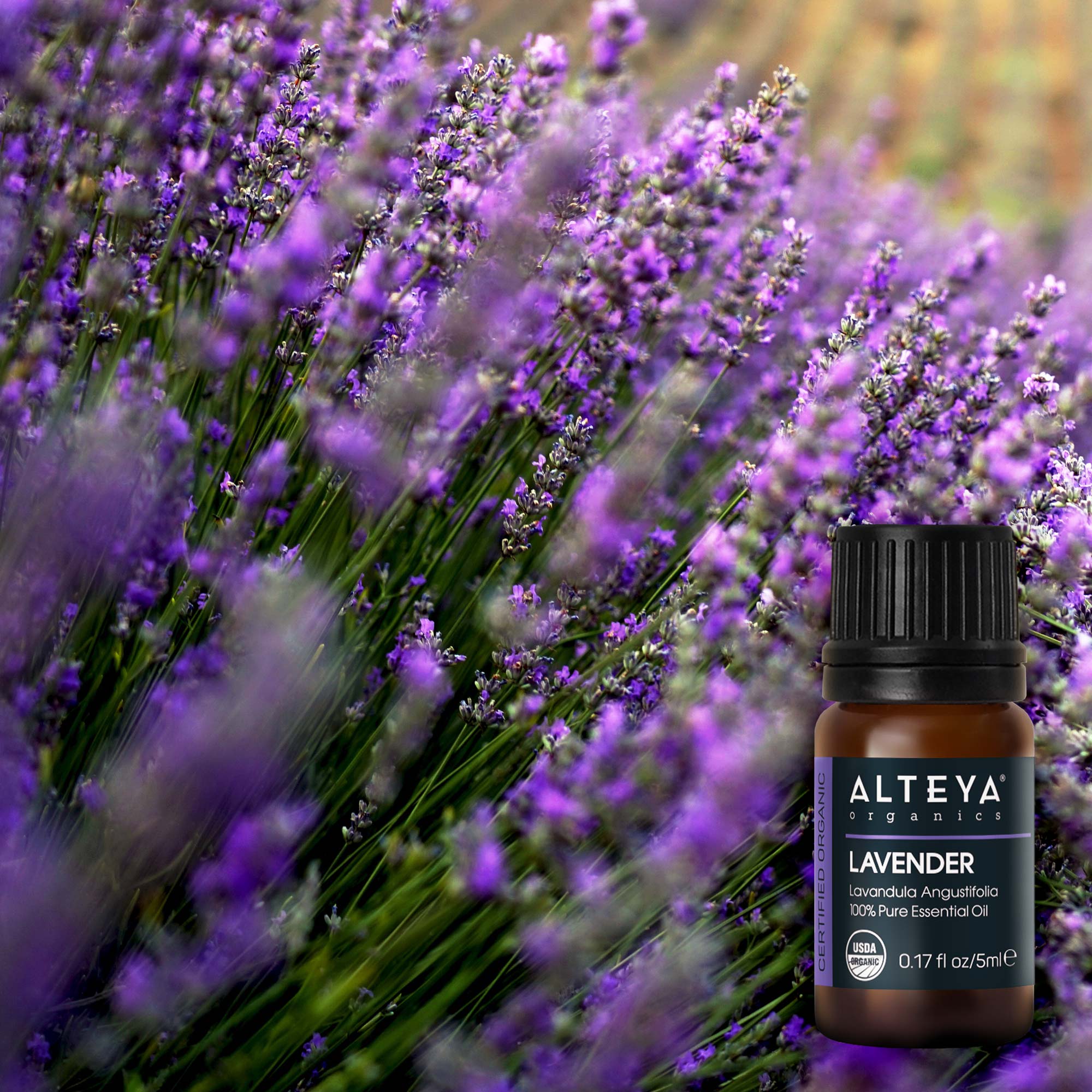 Rosa Damascena essential oil in a field of rose fields.