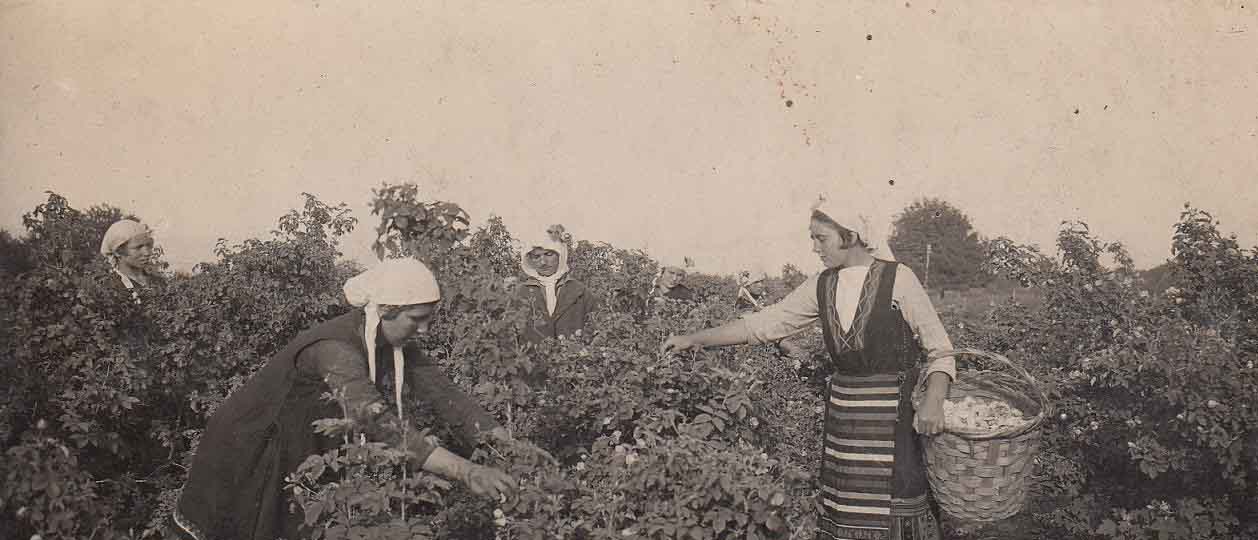An old photo of women picking grapes in a rose field.
