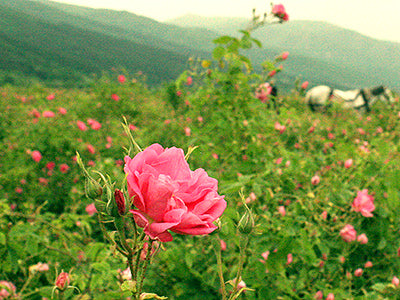 A field of Bulgarian rose fields.