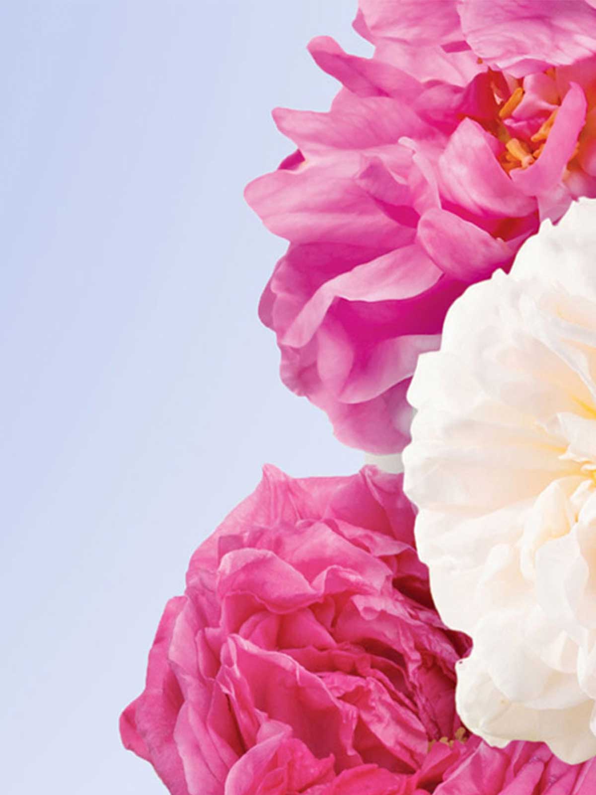 Three Rose Beauty Complex