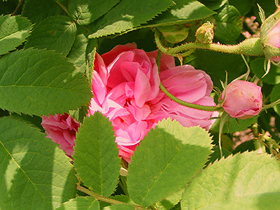 A rosa damascena flower on a bush.