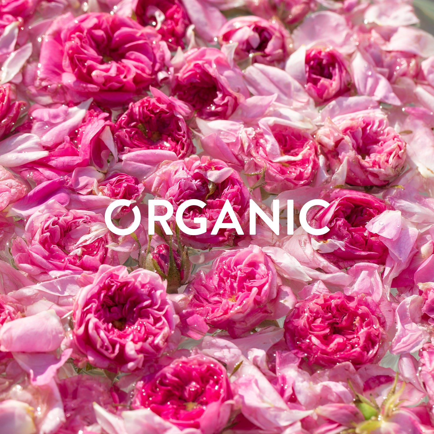 A pink bouquet of organic flowers plucked from the rosa damascena rose fields in Bulgaria.
