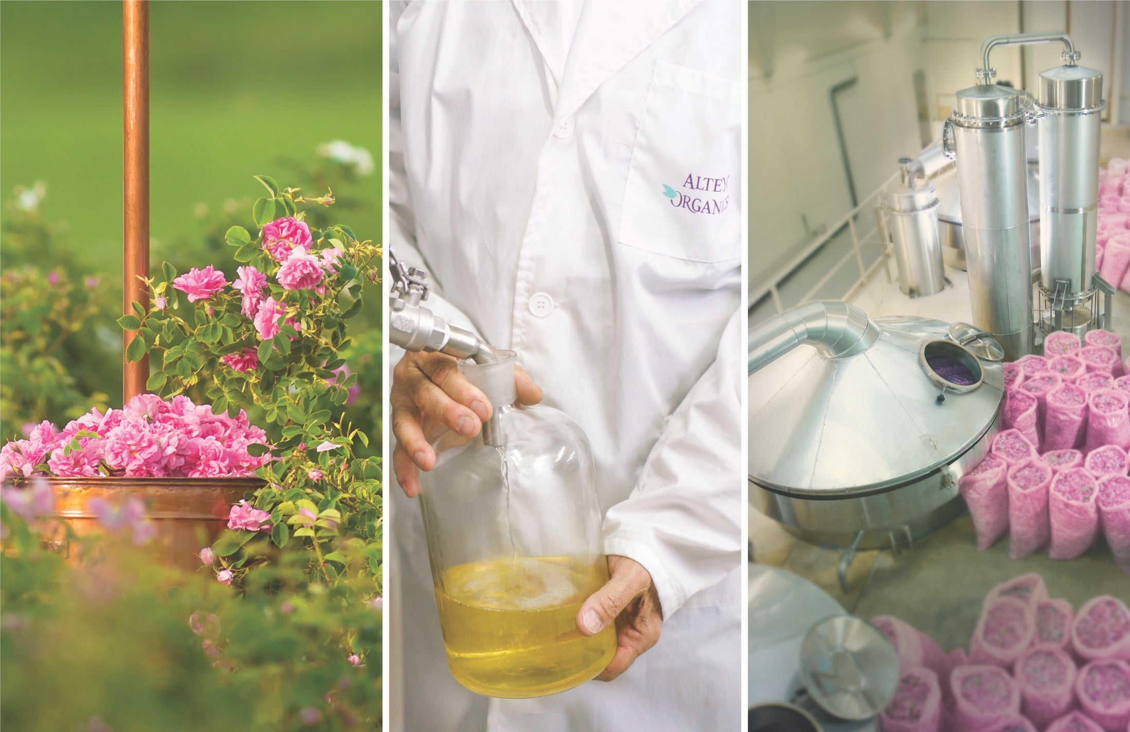 Four pictures of a woman working in Bulgarian rose fields.