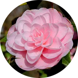 A close up of a pink flower.