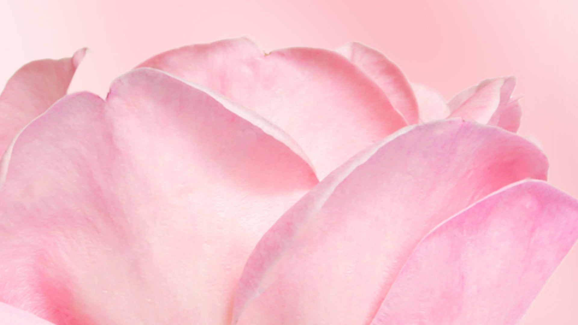 A close up of a Rosa damascena flower on a pink background.