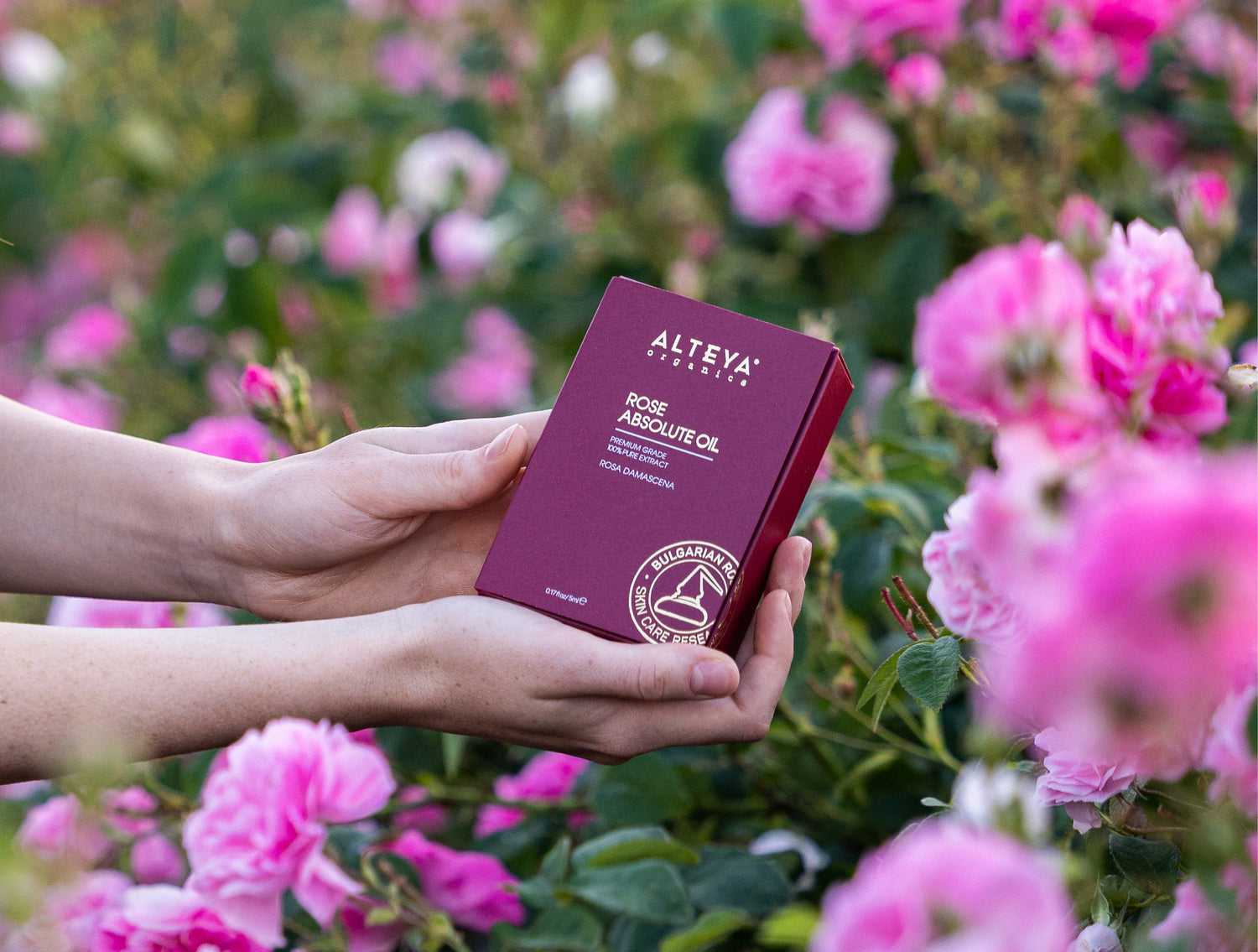 A person holding a passport in front of rosa damascena flowers.