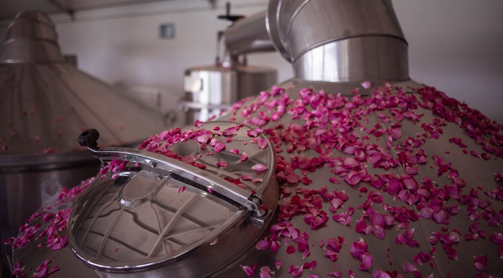 A pink rose, known as Alteya, is delicately placed on top of a stainless steel tank.