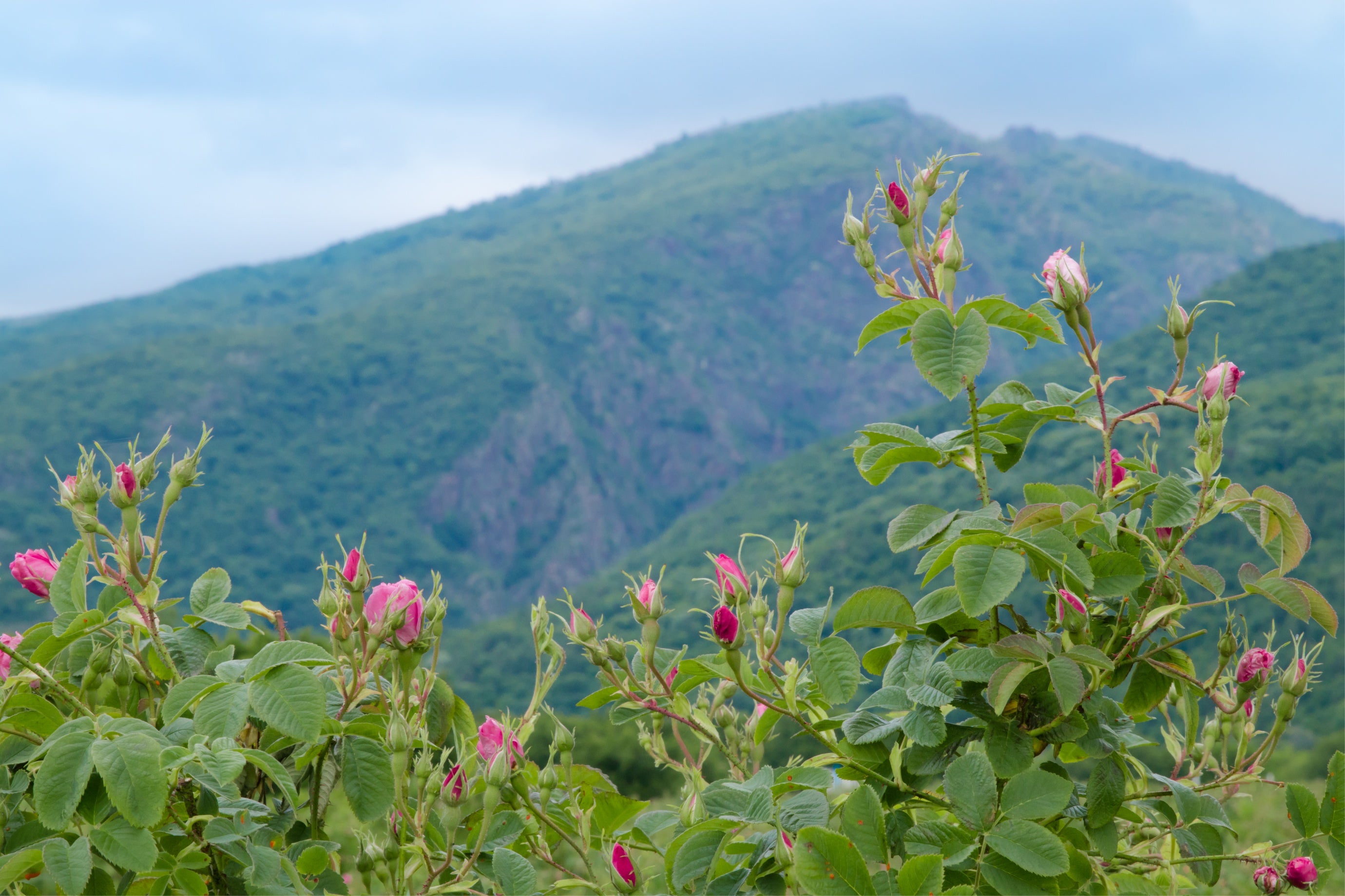 A mountain range with rosa damascena flowers in the background.