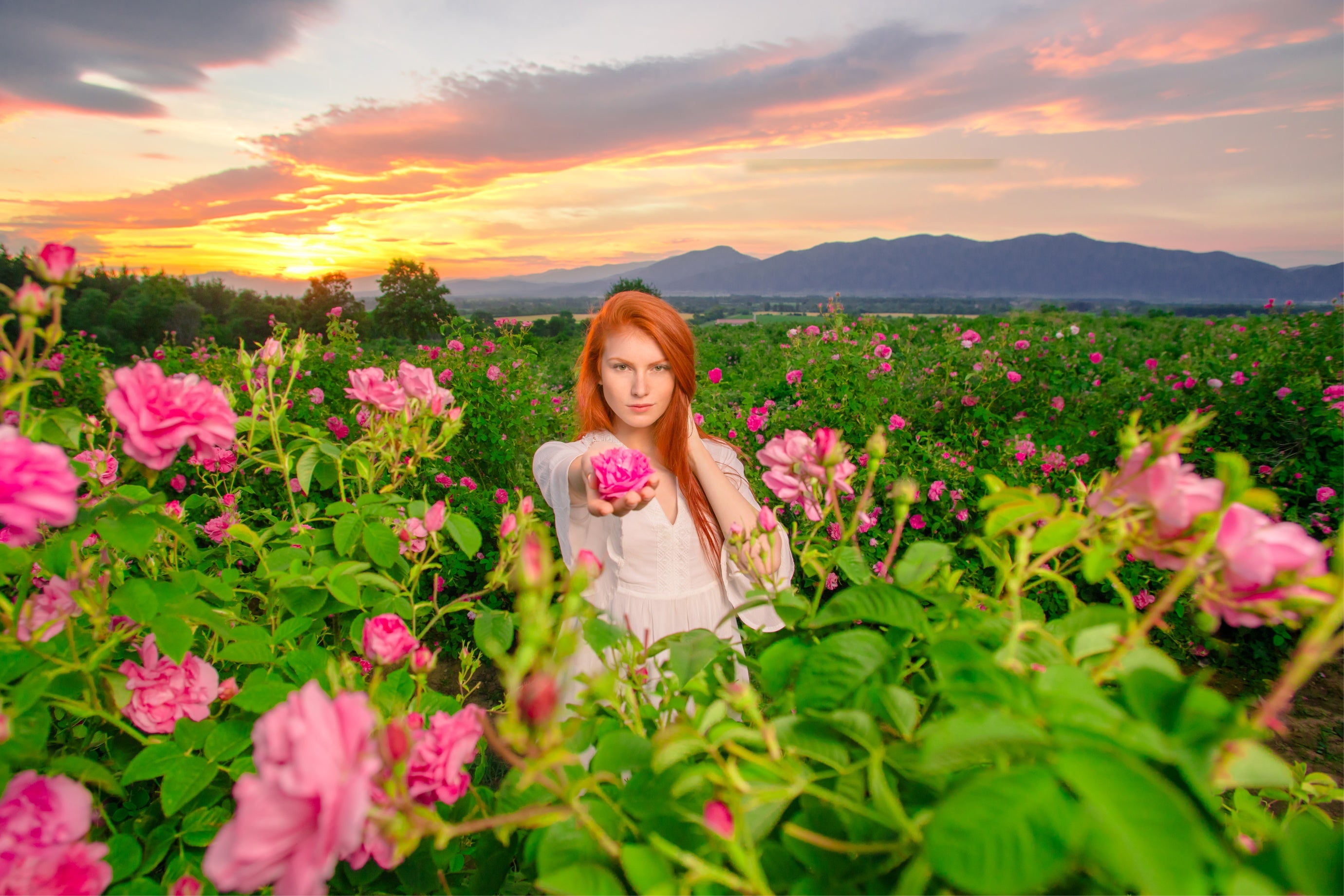 A woman surrounded by Bulgarian roses at sunset.