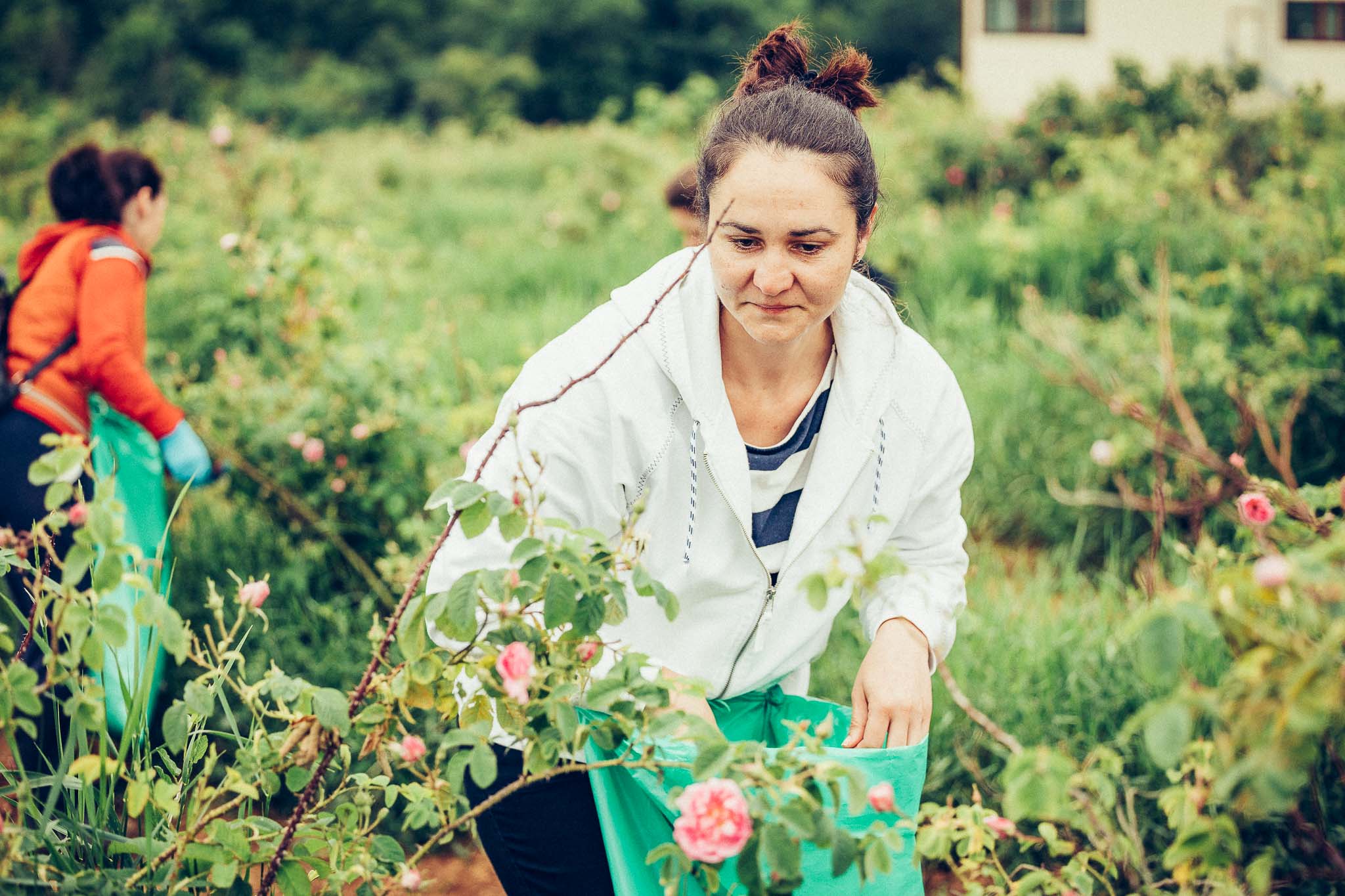 Two women picking rosa damascena roses in a rose field.