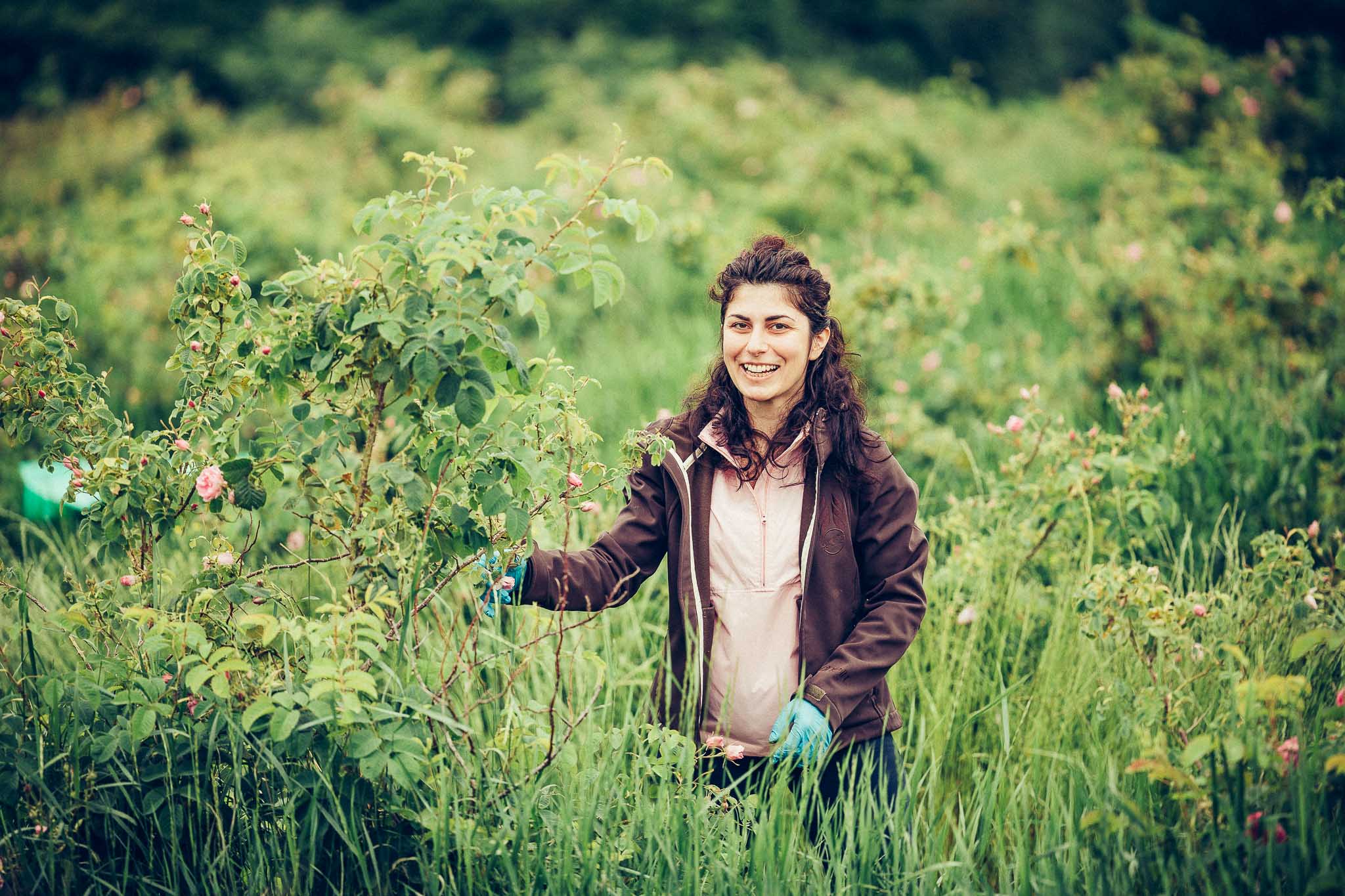 A young woman is standing in a field of Bulgarian rose, surrounded by the vibrant colors of rosa damascena.