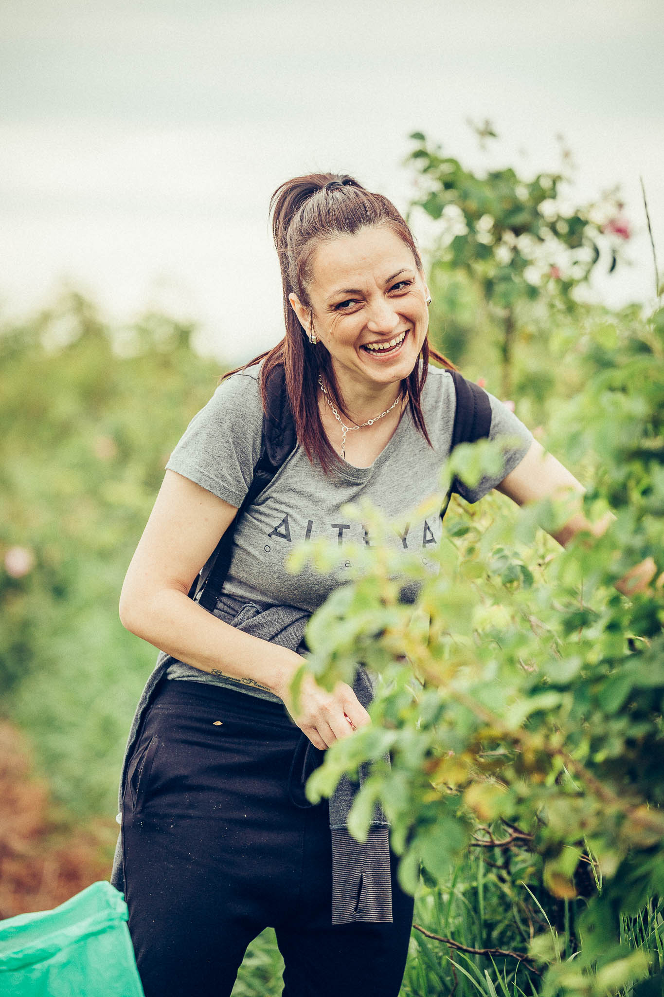 A woman harvesting strawberries in a field of rose fields.