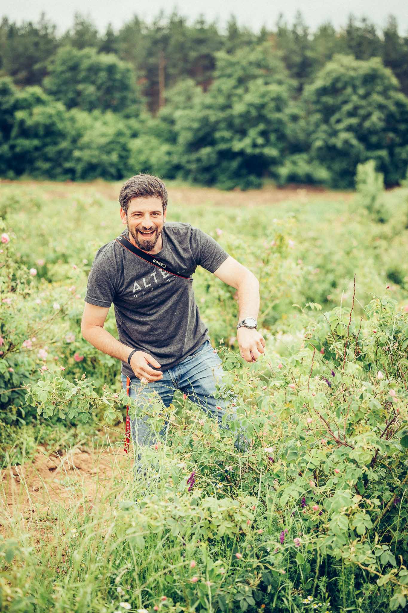 A man picking raspberries in a field adjacent to a rose field filled with alteya and Bulgarian roses.
