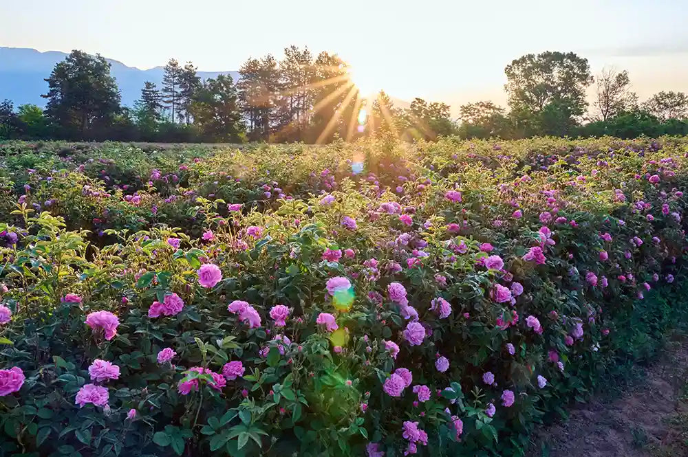 Bulgarian Rose Water