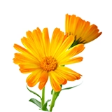 Two orange flowers in a circle on a white background.