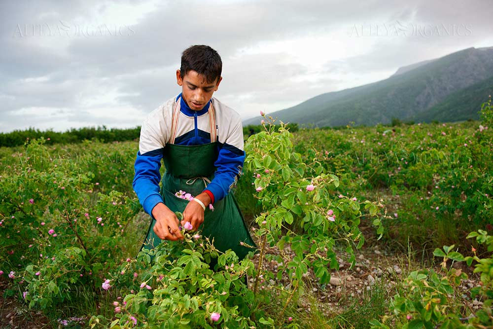 A young man picking Alteya roses in a field of Rosa Damascena.