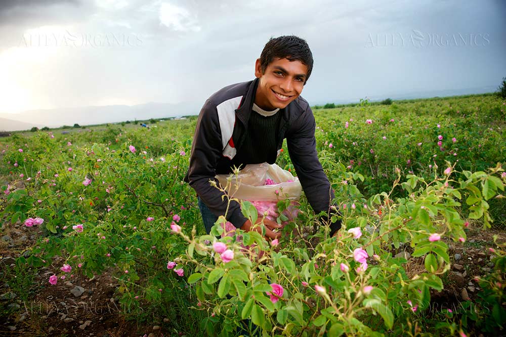 A young man picking Alteya Bulgarian roses, also known as Rosa Damascena, in a field.