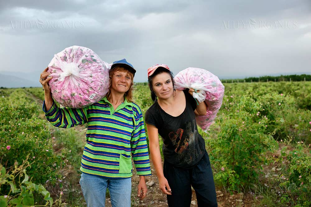 Two people standing in a field, surrounded by bags of Alteya Bulgarian Rose flowers (Rosa Damascena).
