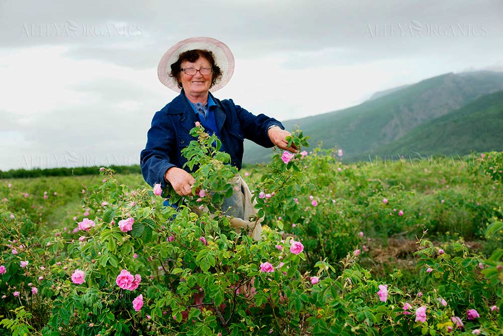A woman in a hat picking roses in a rose field.
