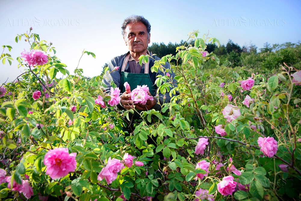 A man in a green apron is standing in a field of pink roses, surrounded by the beauty of Bulgarian rose fields.