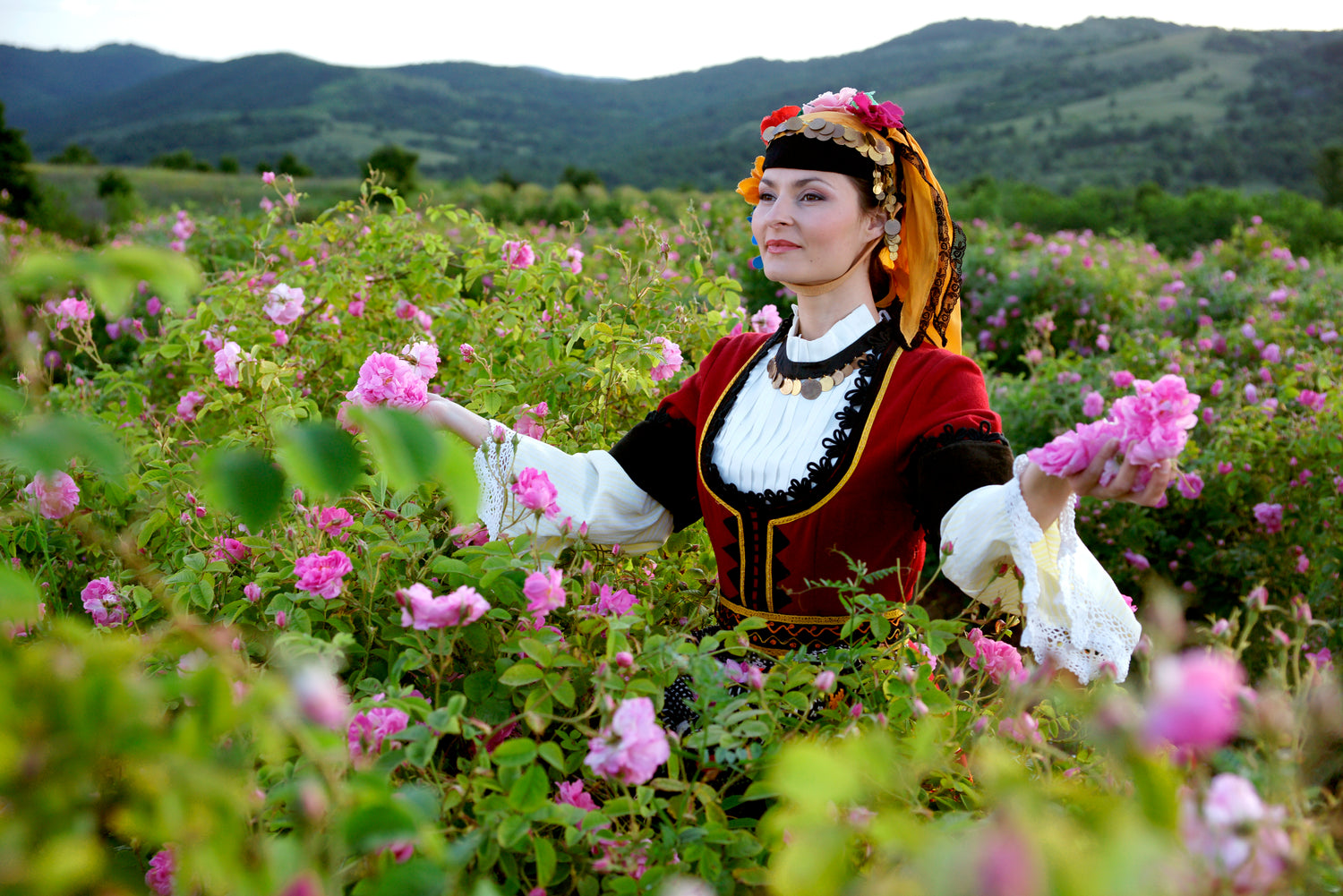 A woman in traditional dress surrounded by a sea of rose fields.