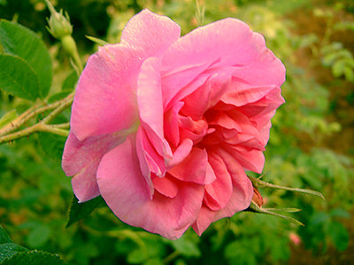 A pink Bulgarian rose in a garden.