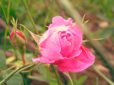 A rosa damascena in a rose field.
