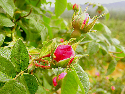 Green leaves on the rosa damascena plant.