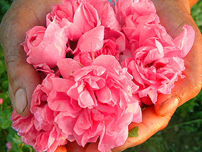 A person's hand holding a bunch of Bulgarian roses.