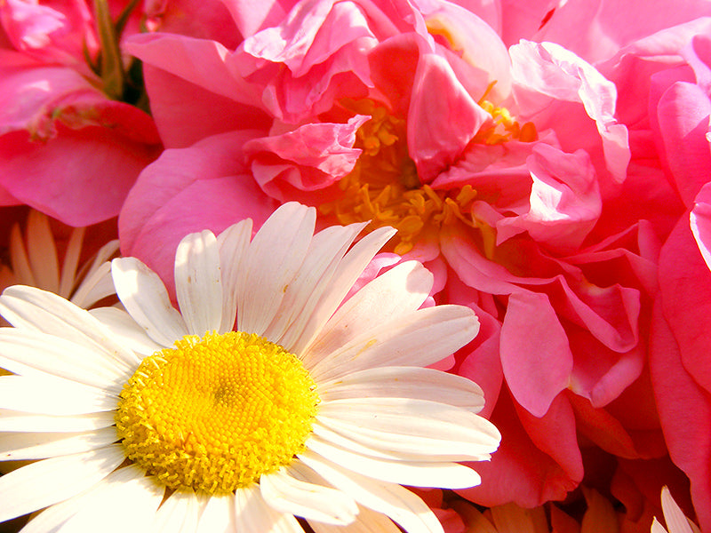 A bunch of pink and white flowers with a rosa damascena in the middle.