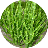 A close up of a plant.