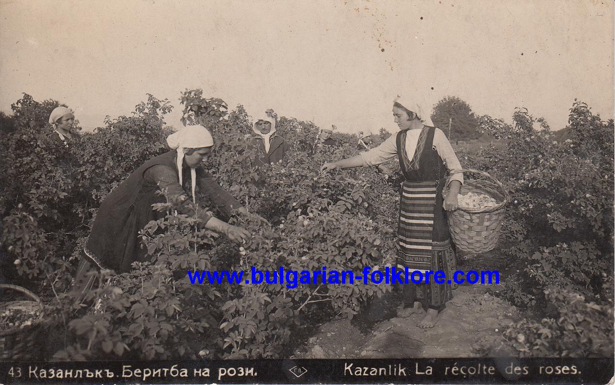 An old photo of women picking grapes in a rose field.