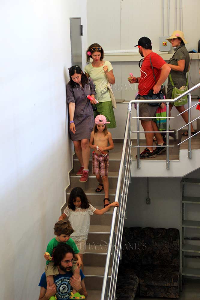 A group of people walking up a set of stairs adorned with beautiful rose fields.