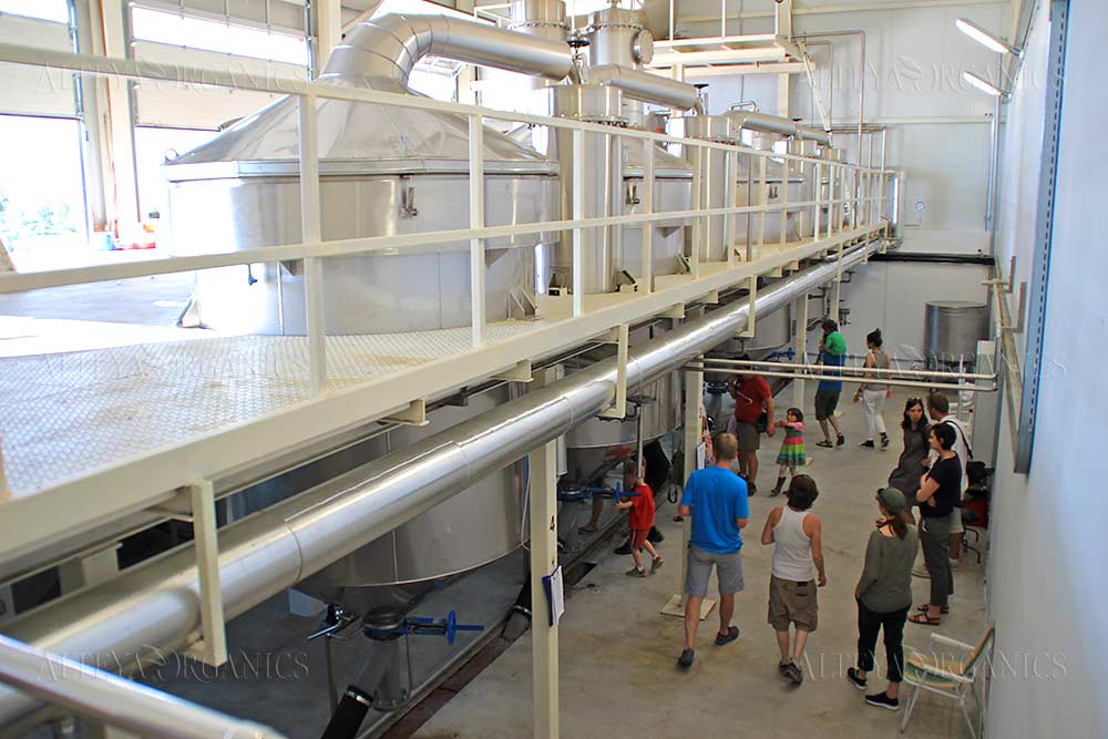 A group of people standing in the middle of a Bulgarian rose factory.