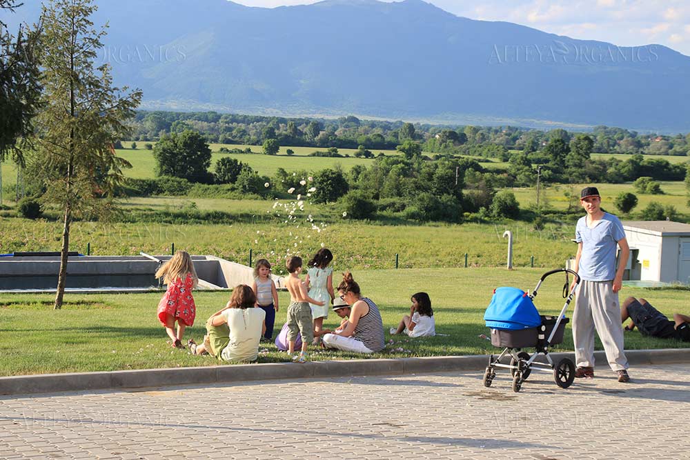 A group of people enjoying a serene afternoon in the park amidst vibrant displays of Bulgarian roses, specifically the exquisite Rosa Damascena variety. The park's picturesque ambiance is enhanced by the enchanting
