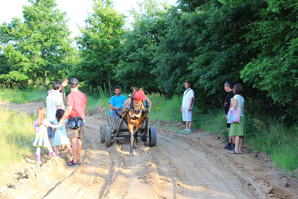 A group of people standing on a dirt road with a horse pulling a cart in the midst of Bulgarian rose fields.