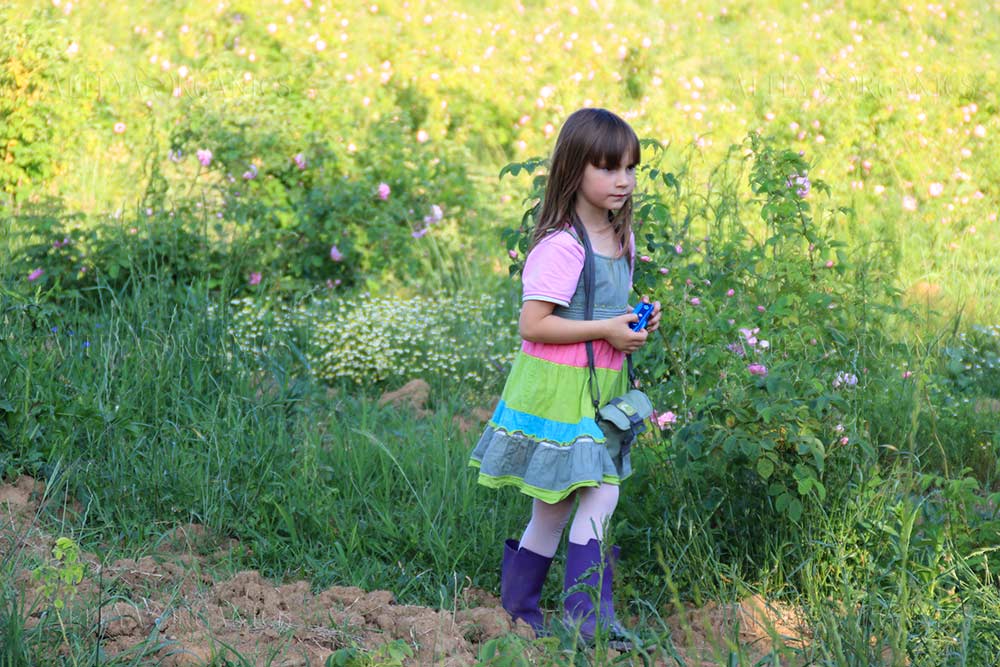 A little girl is standing in a field of rose fields.