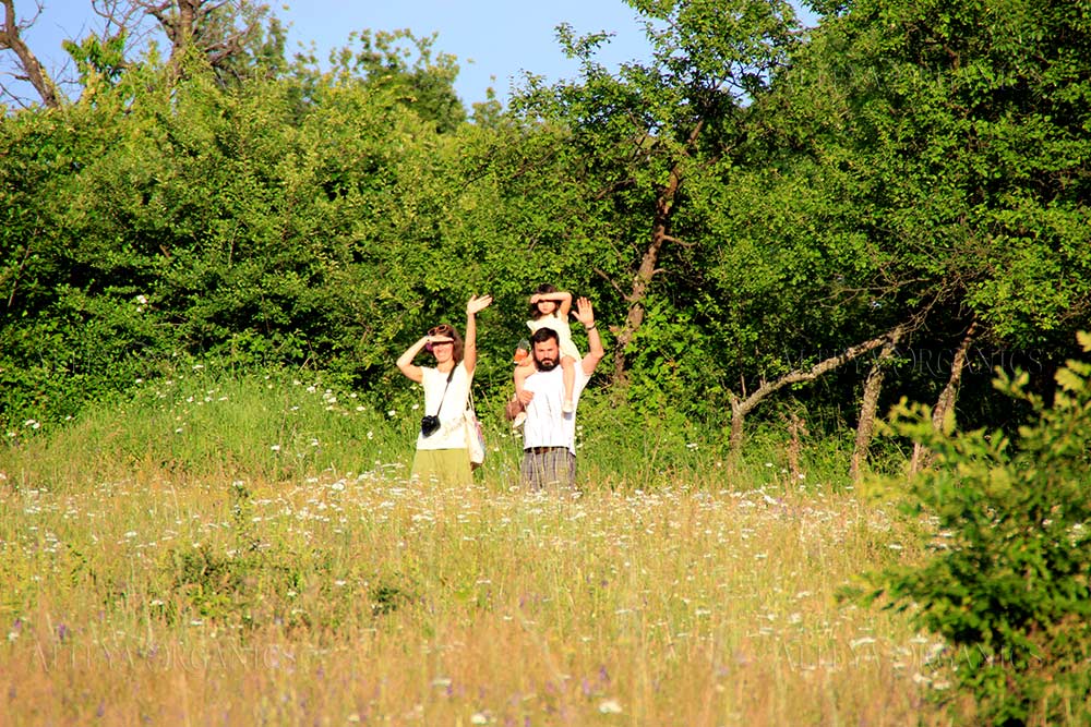 Two people flying kites in a field, surrounded by the mesmerizing aroma of Bulgarian rose.