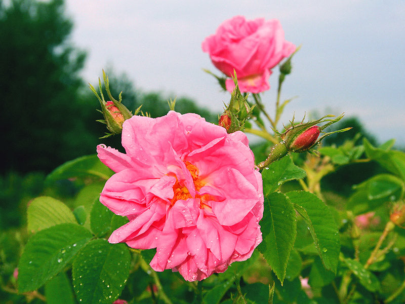 Pink Bulgarian roses in a field of rose fields, surrounded by the fragrant beauty of Alteya.