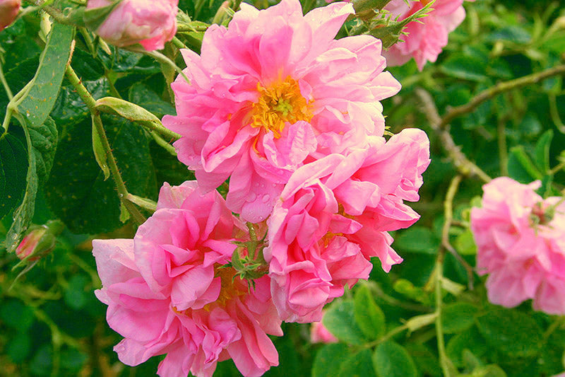 Bulgarian Rosa Damascena roses on a bush.