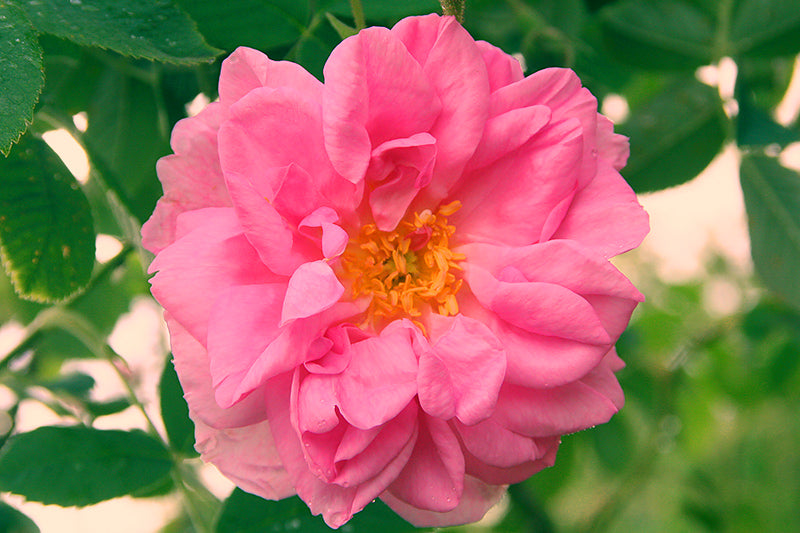 A Bulgarian rose is blooming in a garden.