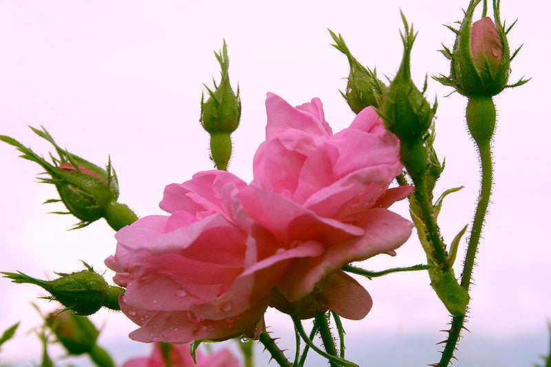 A Bulgarian rose flower on a stem.