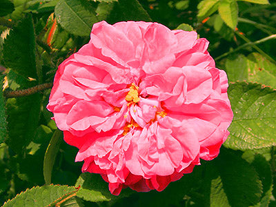 A rosa damascena flower on a bush.